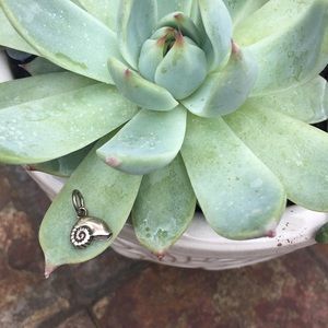 Tiny Silver Seashell Pendant
